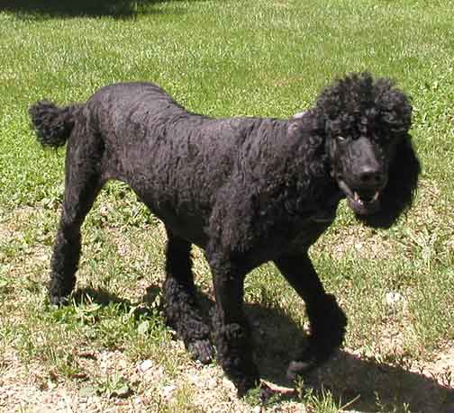 black abstract poodle