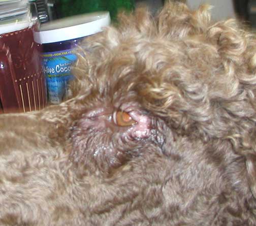 when to spay standard poodle