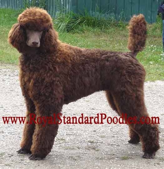 standard poodle for sale near me