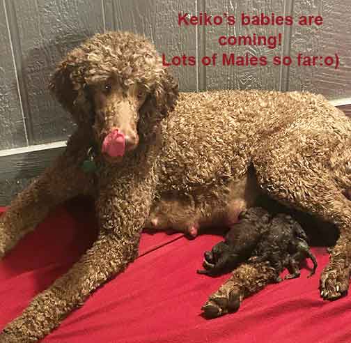 1dayKeikoroyalstandardpoodlepuppies