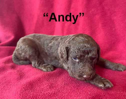 Andy3wkroyalstandardpoodlepuppieskr