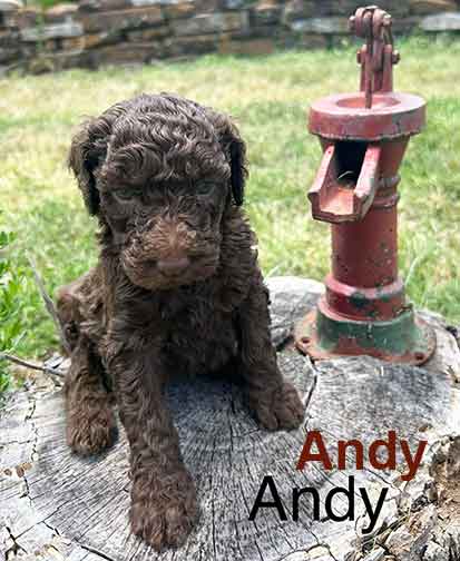 Andy5wkroyalstandardpoodlepuppieskxr