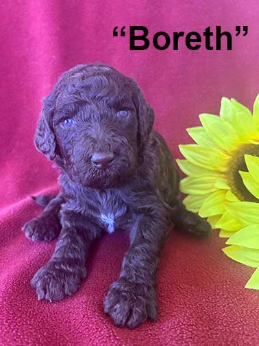 Boreth3wk8856royalstandardpoodlepuppieskr