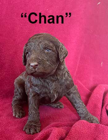 Chan3wk4706royalstandardpoodlepuppieskr