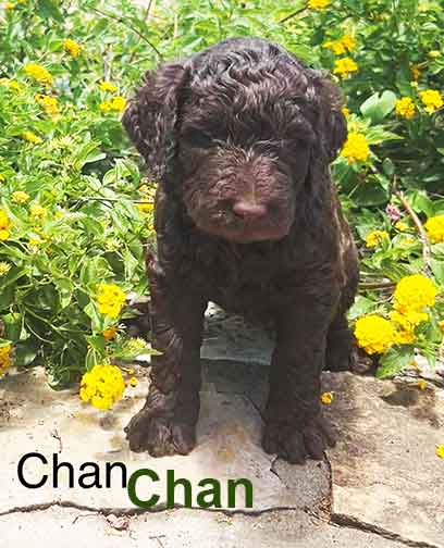 Chan5wkroyalstandardpoodlepuppieskxr