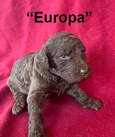 Europa3wk3235royalstandardpoodlepuppieskr