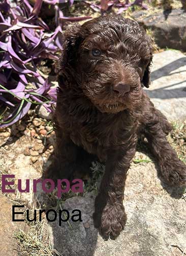 Europa5wkroyalstandardpoodlepuppieskxr