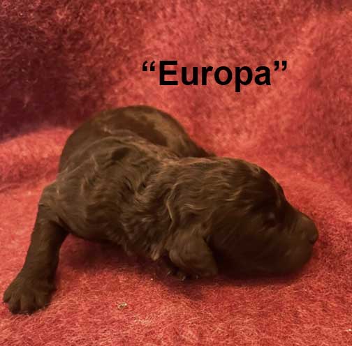 EuropaRoyalStandardPoodle1wkKeikoxRoyal