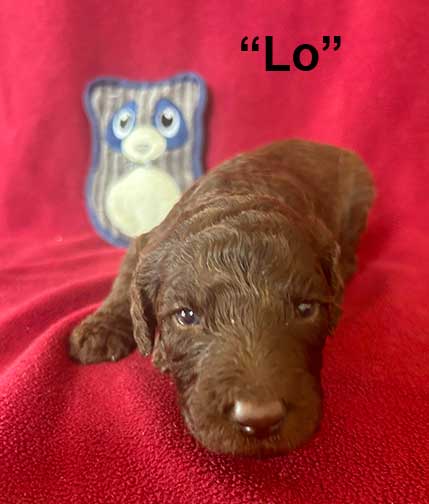 Lo3wk0599royalstandardpoodlepuppieskr