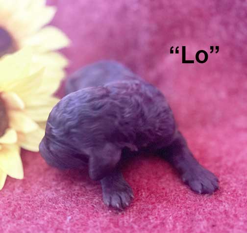 LoRoyalStandardPoodle1wkKeikoxRoyal