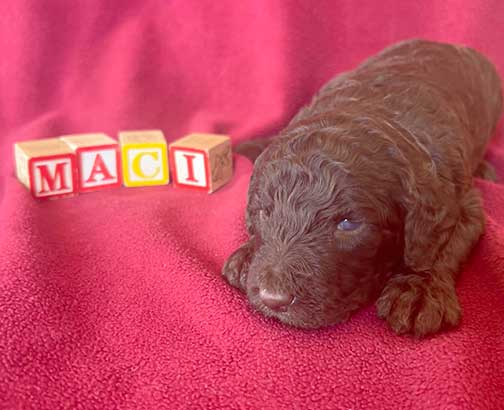 Maci3wk6522royalstandardpoodlepuppieskr