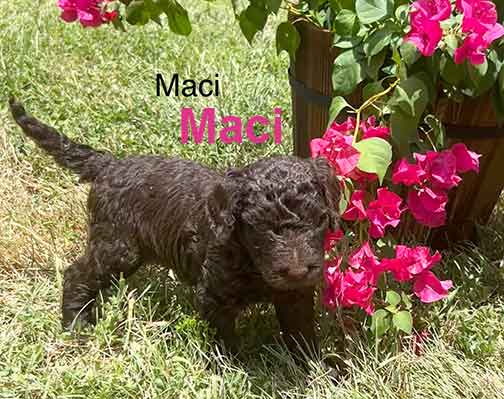 Maci5wkroyalstandardpoodlepuppieskxr