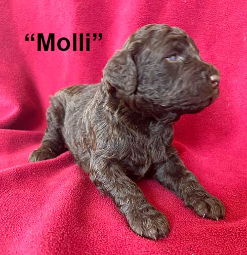 Molli3wkroyalstandardpoodlepuppieskr