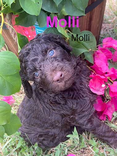 Molli5wkroyalstandardpoodlepuppieskxr