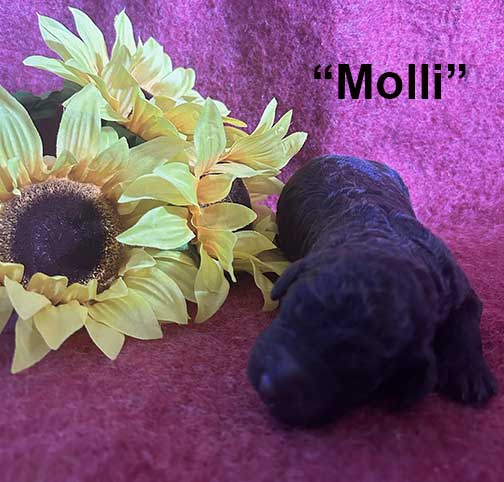 MolliRoyalStandardPoodle1wkKeikoxRoyal