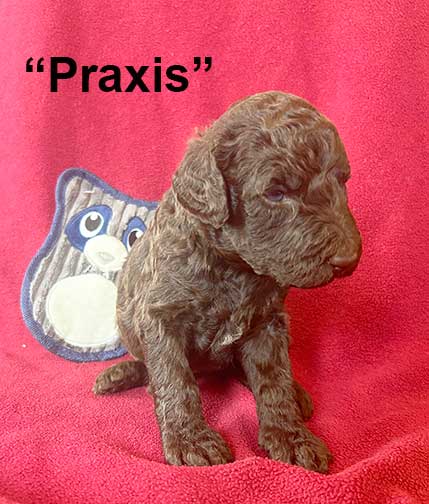 Praxis3wk3773royalstandardpoodlepuppieskxr05