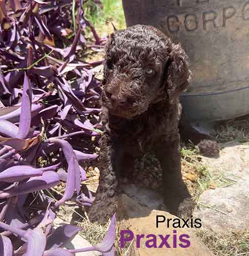 Praxis5wkroyalstandardpoodlepuppieskxr