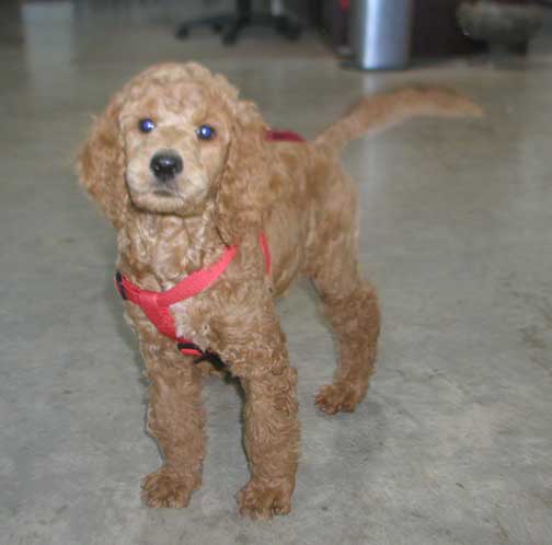 Redstandardpoodlequeen8wks02.jpg