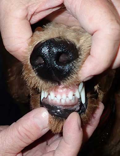 Redstandardpoodlequeenteeth.jpg