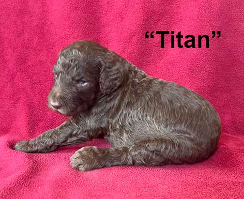 Titan3wk1895royalstandardpoodlepuppieskr