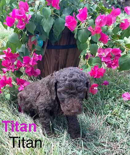 Titan5wkroyalstandardpoodlepuppieskxr