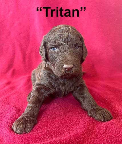 Tritan3wk8220royalstandardpoodlepuppieskr