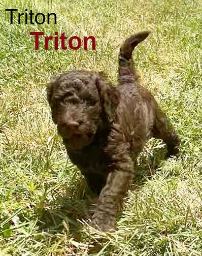 Triton5wkroyalstandardpoodlepuppieskxr