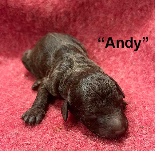 andy1wkroyalstandardpoodlepuppieskxr