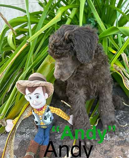 andy7wkroyalstandardpoodlepuppieskxr