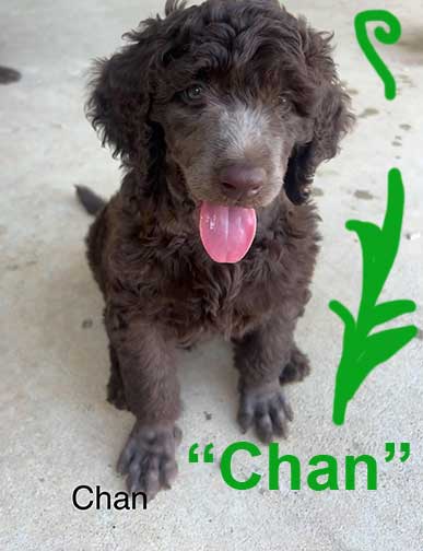 chan7wkroyalstandardpoodlepuppieskxr