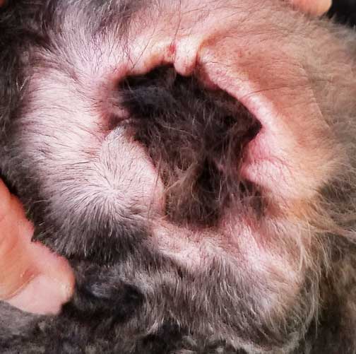 Should Groomers Pluck Dogs Ears