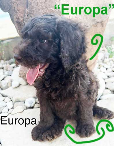 europa7wkroyalstandardpoodlepuppieskxr