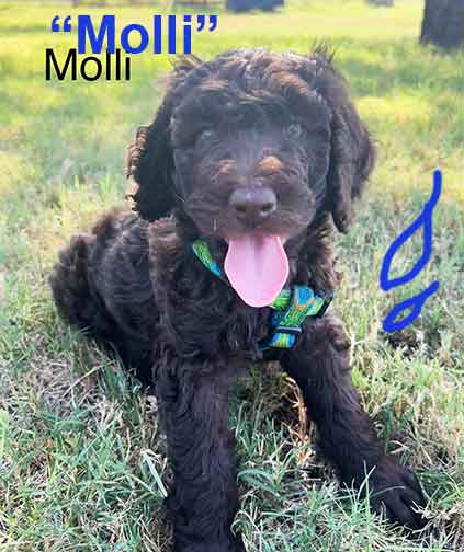 molli7wkroyalstandardpoodlepuppieskxr