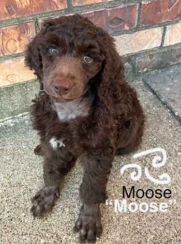 moose7wkroyalstandardpoodlepuppieskxr