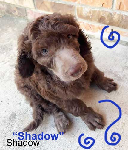 shadow7wkroyalstandardpoodlepuppieskxr