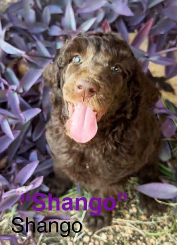 shango7wkroyalstandardpoodlepuppieskxr