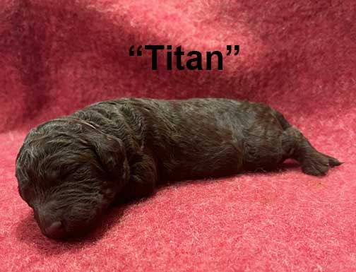 titan1wkroyalstandardpoodlepuppieskxr