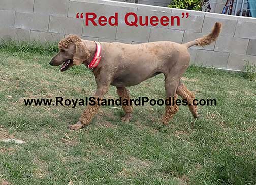 wwwRedstandardpoodlequeen.jpg