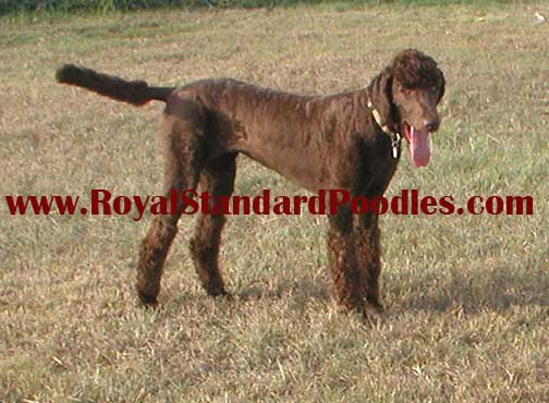 wwwroyalstandardpoodlescairo