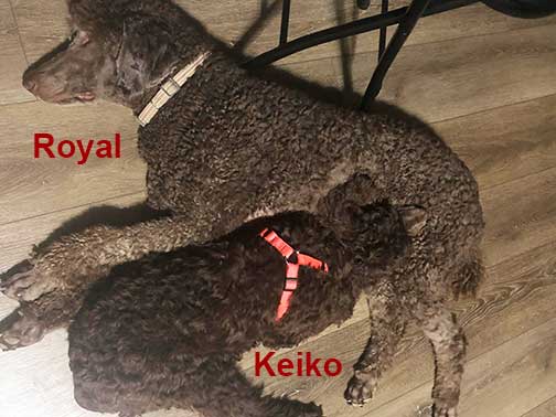 KeikoRoyal.jpg