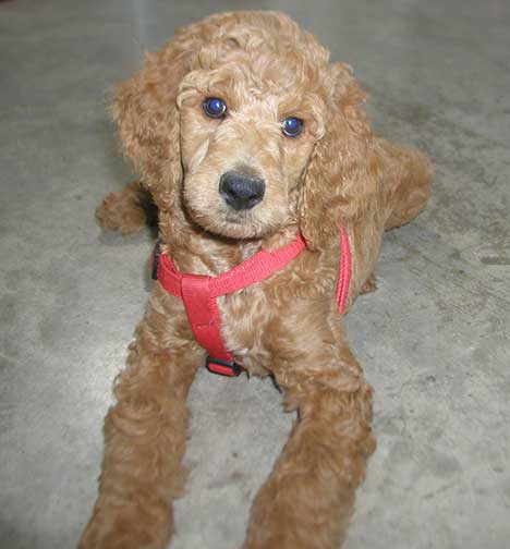 Redstandardpoodlequeen8wks01.jpg