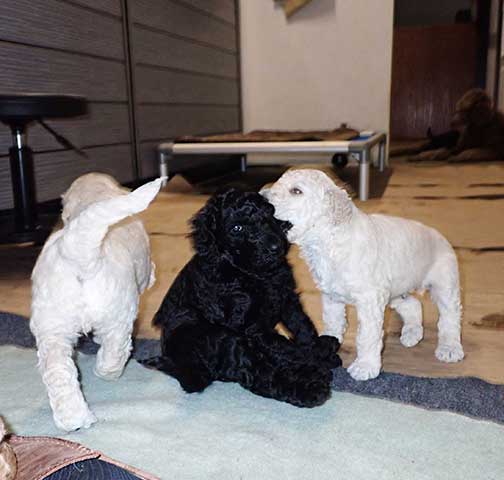 gr5wks21whitestandardpoodles