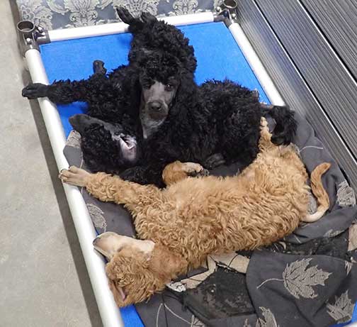 jh8wkstandardpoodlepuppiesforsale